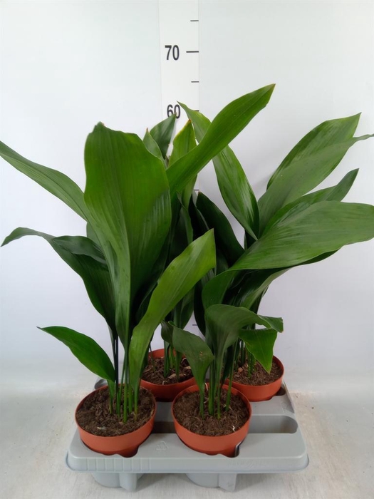 <h4>Aspidistra elat.</h4>