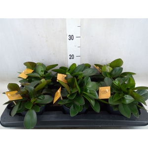 Peperomia clusiifolia 'Red Margin'