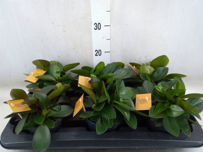 <h4>Peperomia clusiifolia 'Red Margin'</h4>