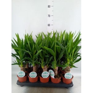 Yucca   ...