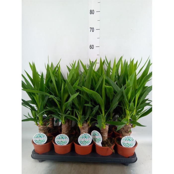 <h4>Yucca   ...</h4>