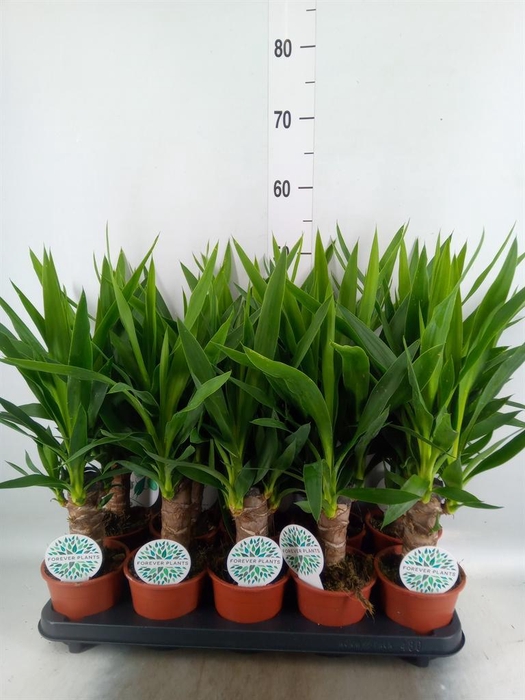 Yucca   ...