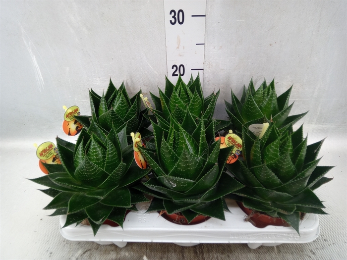 <h4>Aloe aristata 'Cosmo'</h4>