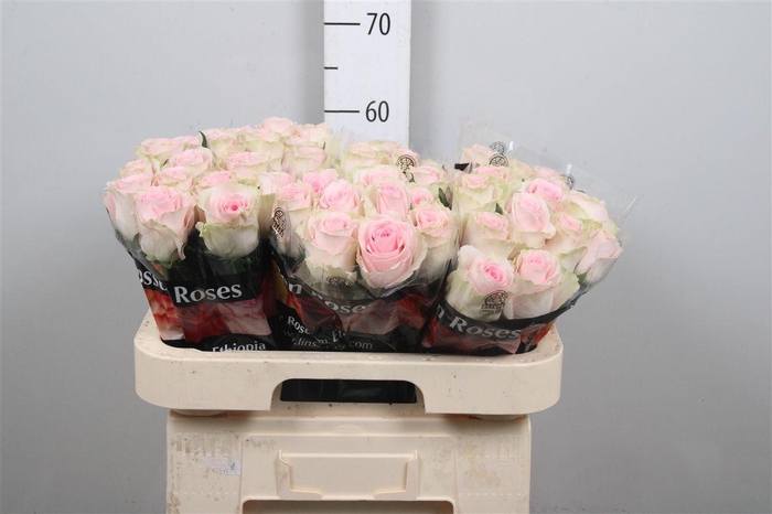 <h4>R Gr Andina+</h4>
