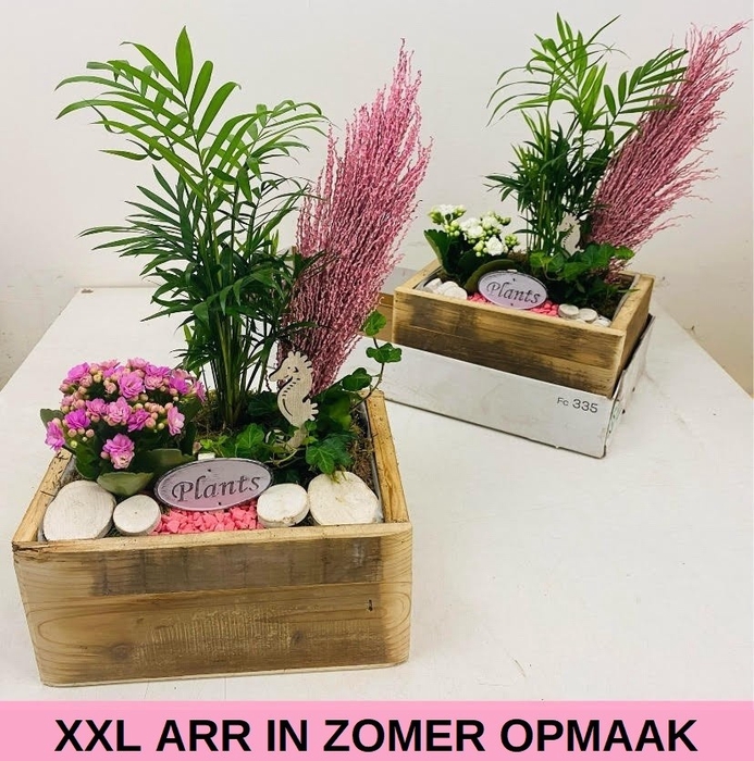 <h4>ARR KAMERPL</h4>