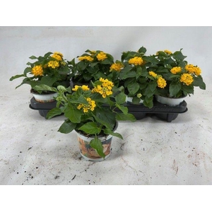 Lantana Havana geel