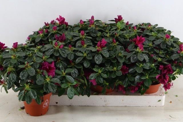 <h4>RHODO SI OV</h4>