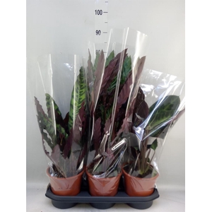 Calathea   ...mix