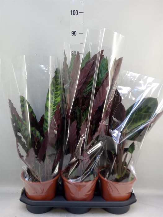 <h4>Calathea   ...mix</h4>