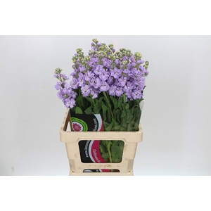 Matthiola Iron Marine