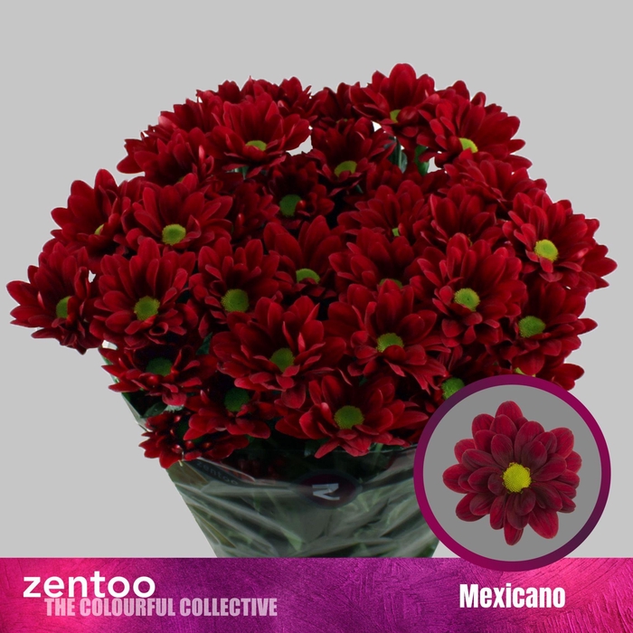 <h4>CHRYSANTHEMUM TR 'MEXICANO'</h4>