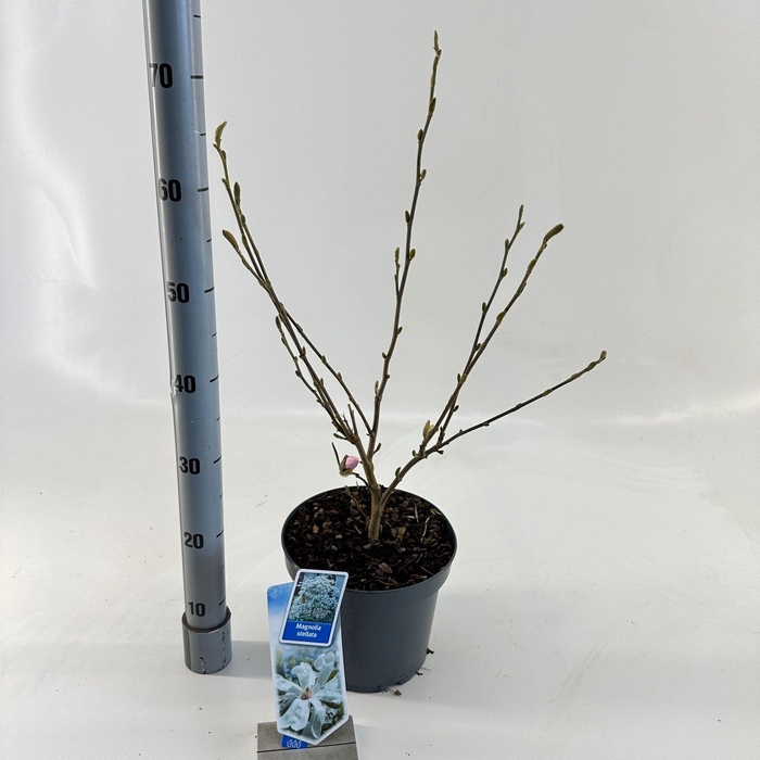 <h4>Magnolia stellata</h4>