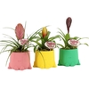 Arrangementen kamerplanten 6%