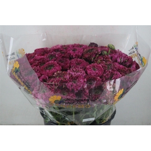 Ran Ponpon Sup Minerva