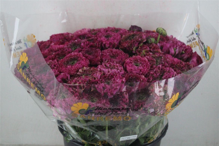 <h4>Ran Ponpon Sup Minerva</h4>