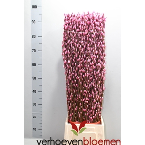 SALIX  SN FLA KLB H%