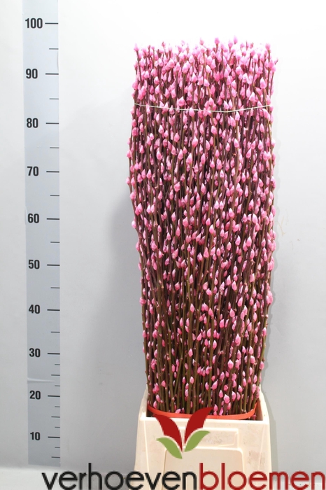 <h4>SALIX  SN FLA KLB H%</h4>