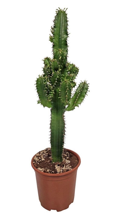 <h4>Euphorbia Eritrea (no Globalg.a.p. Lot)</h4>