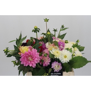 Dahlia Gemengd in bos