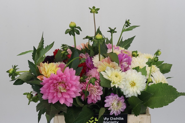 Dahlia Gemengd in bos
