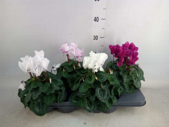 <h4>Cyclamen MD 'Macro'</h4>