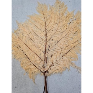 GESTABILISEERD VAREN MELOEN