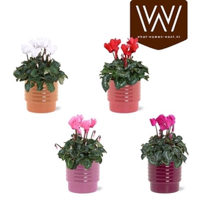 Cyclamen persicum midi Super Serie Allure