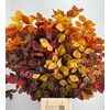 Faggio Preserved Autumn (beech,beuk)