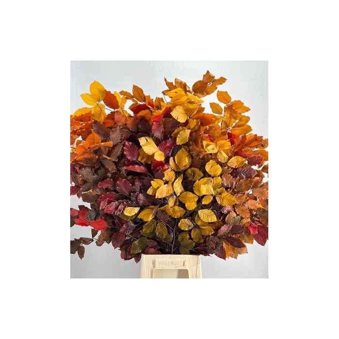 <h4>Faggio Preserved Autumn (beech,beuk)</h4>