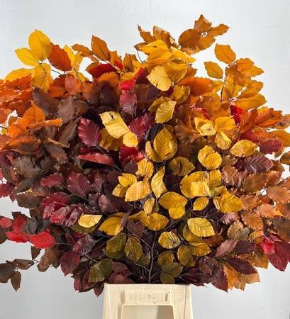 Faggio Preserved Autumn (beech,beuk)