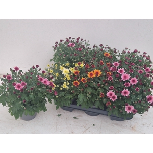 CHRYS GARDEN MUMS GM