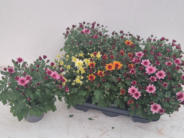 <h4>CHRYS GARDEN MUMS GM</h4>