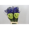 Delph En Belladonna Volkerfrieden Oriental Blue