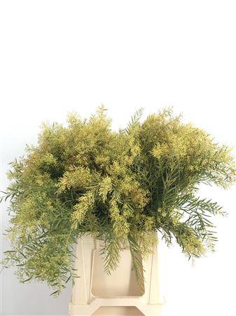 <h4>Acacia Howittii Clair De Lune Bloem</h4>