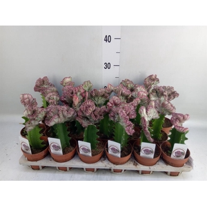 Euphorbia lactea 'Cristata'