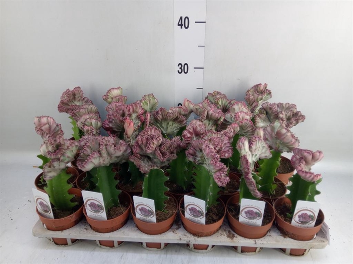 <h4>Euphorbia lactea 'Cristata'</h4>