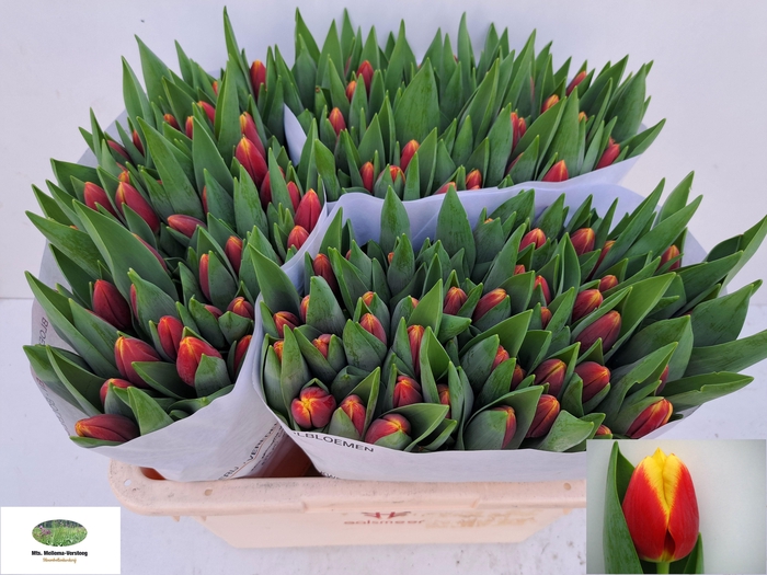 <h4>TU EN REPLAY</h4>