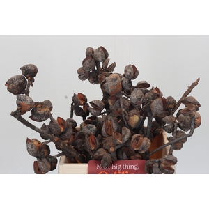 Kaaps Groen Hakea Sericea