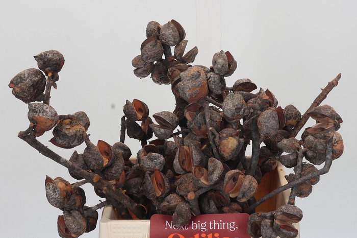 <h4>Kaaps Groen Hakea Sericea</h4>