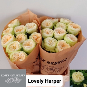 R GR LOVELY HARPER!