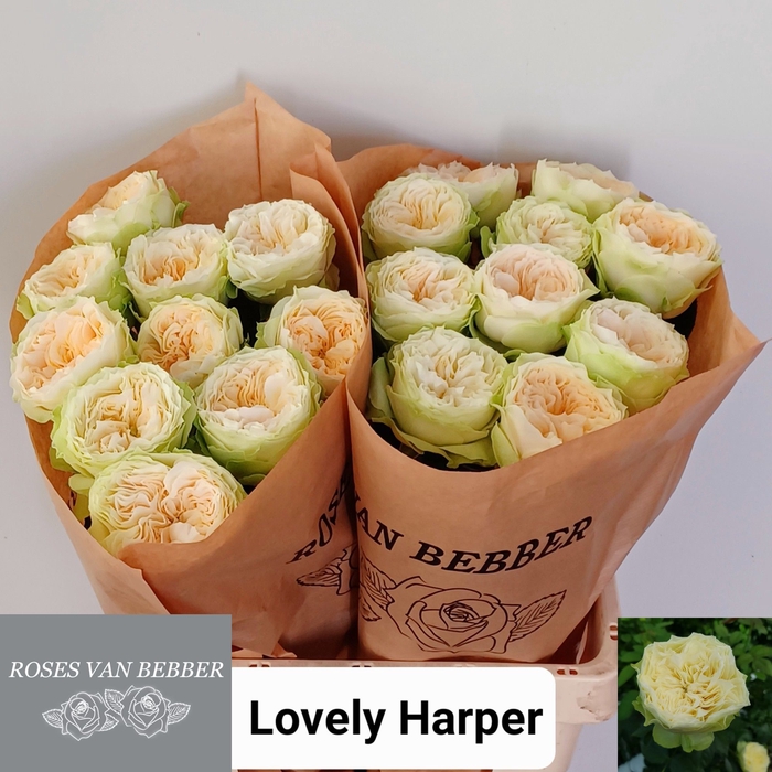 <h4>R GR LOVELY HARPER!</h4>