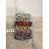 Intenz mix 12cm in Nairobi pot