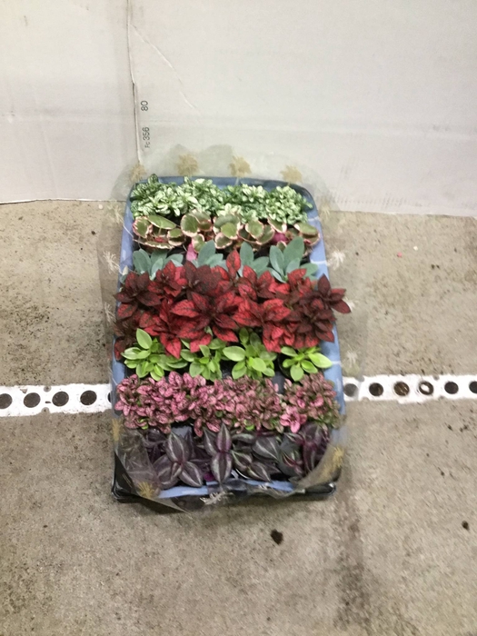 Intenz mix 12cm in Nairobi pot