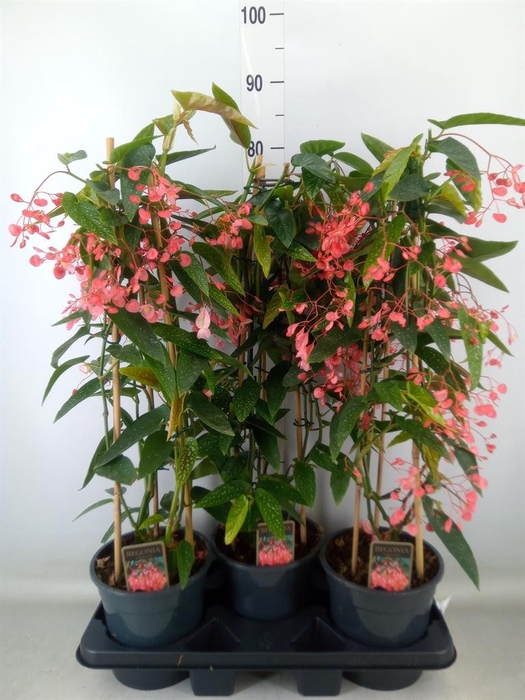 <h4>Begonia   ...</h4>