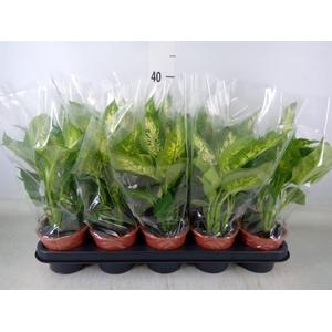 Dieffenbachia  'Camilla'