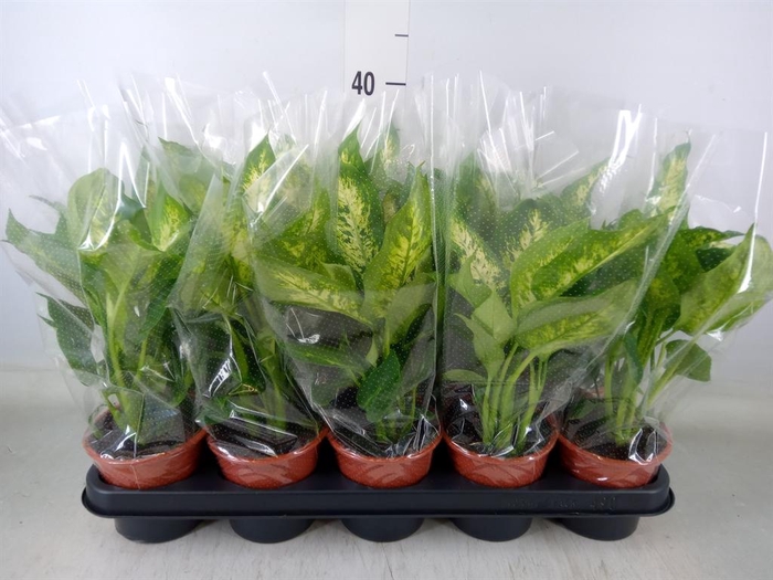 <h4>Dieffenbachia  'Camilla'</h4>