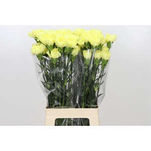 Dianthus St Emma