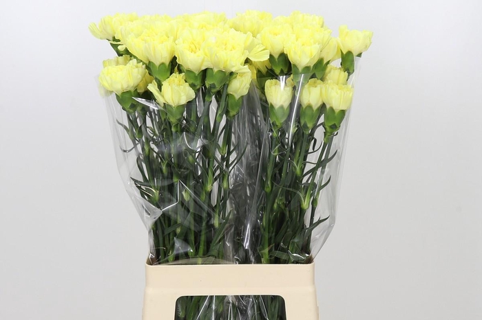 <h4>Dianthus St Emma</h4>