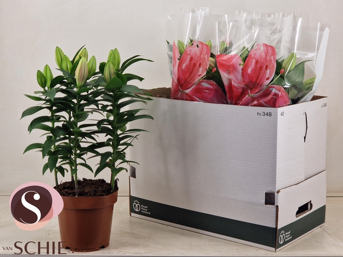 <h4>LIL OR REELEEZE</h4>