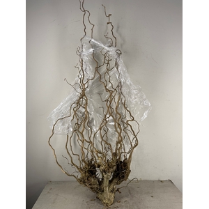 Corylus Toef
